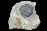 Bargain, Hollardops Trilobite - Visible Eye Facets #75473-1